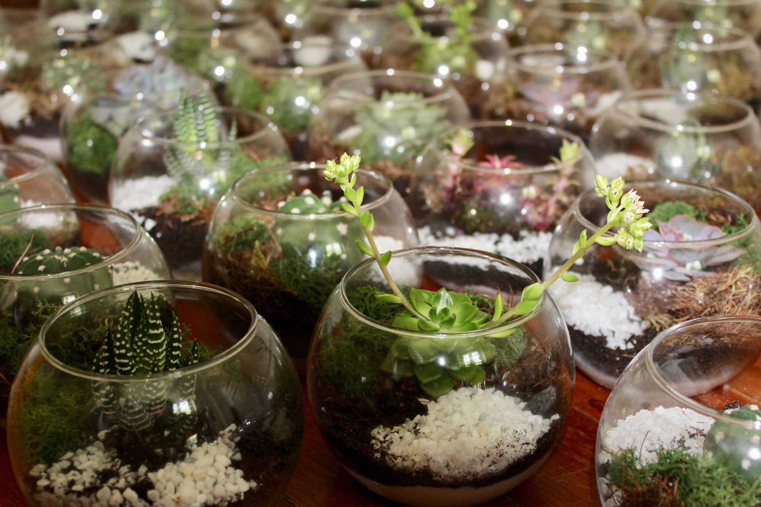 Atelier DIY Terrarium -Créez Votre Jardin Miniature avec Plantes Succulentes et Décorations Naturelles