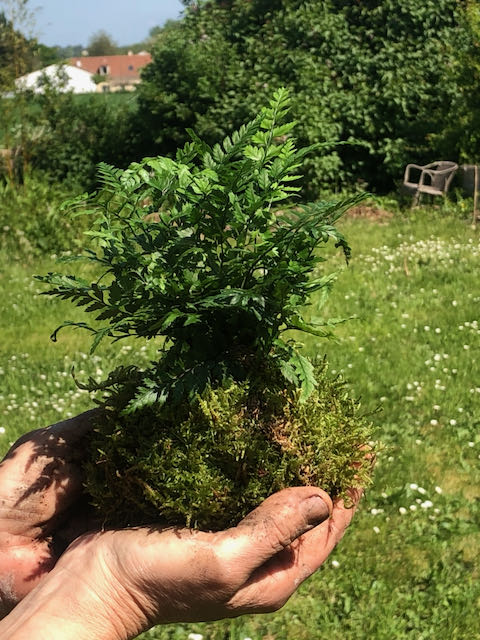 atelier Kokedama