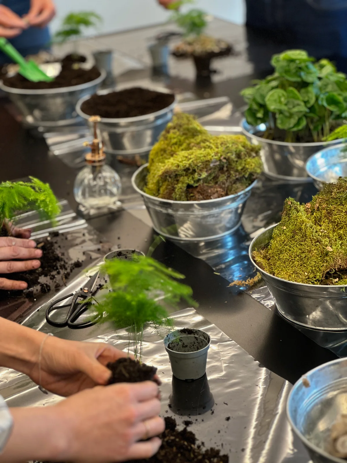 Ateliers DIY Kokedama | Home